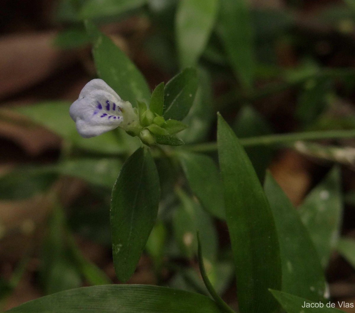 Rungia pectinata (L.) Nees